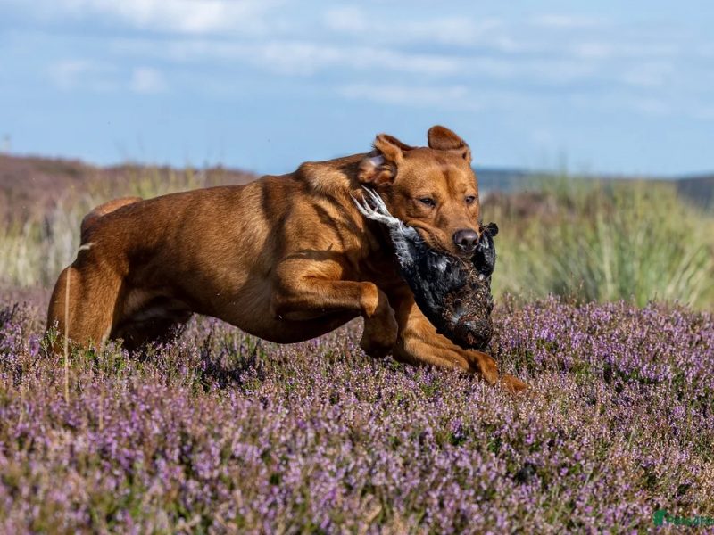 Fox Red Labrador Puppies from Working Parents