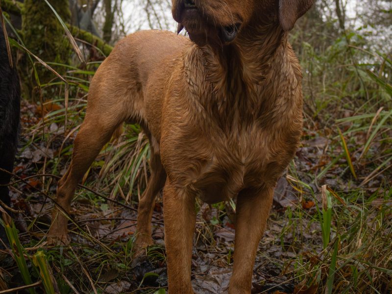 Fox Red Dual Purpose Bred