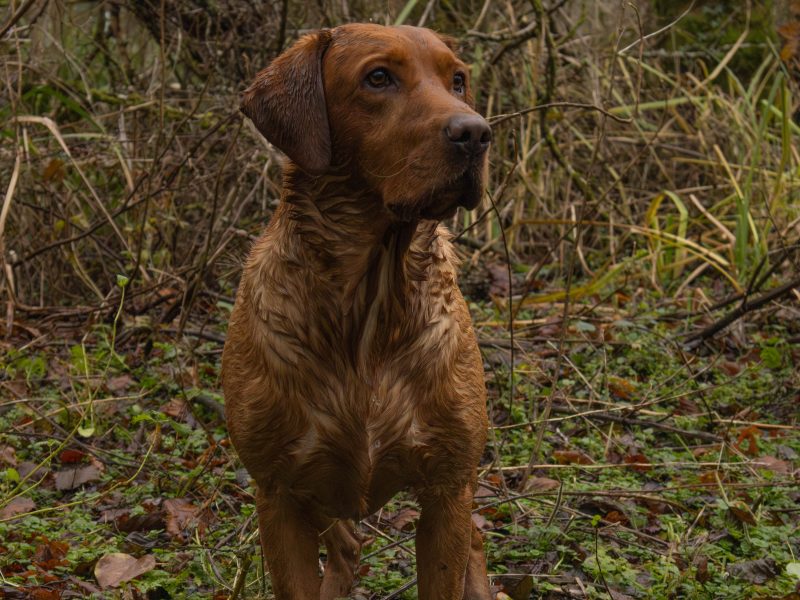 Fox Red Dual Purpose Bred