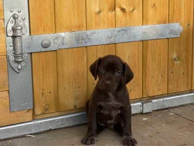 Dual Purpose GSP Puppies