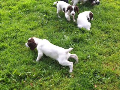 1 BITCH AND 2 DOGS LEFT stunning ESS pups for sale, 3 dogs 2 bitches