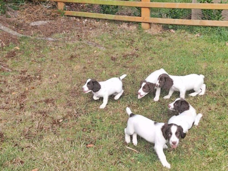 1 BITCH AND 2 DOGS LEFT stunning ESS pups for sale, 3 dogs 2 bitches