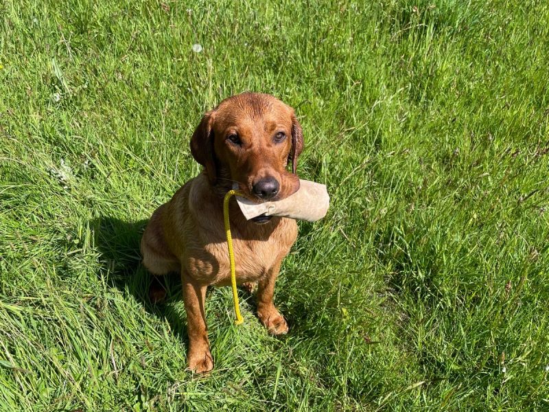 Fox Red Dual Purpose Bred