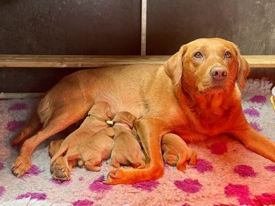 Fox Red Labrador Puppies from Working Parents