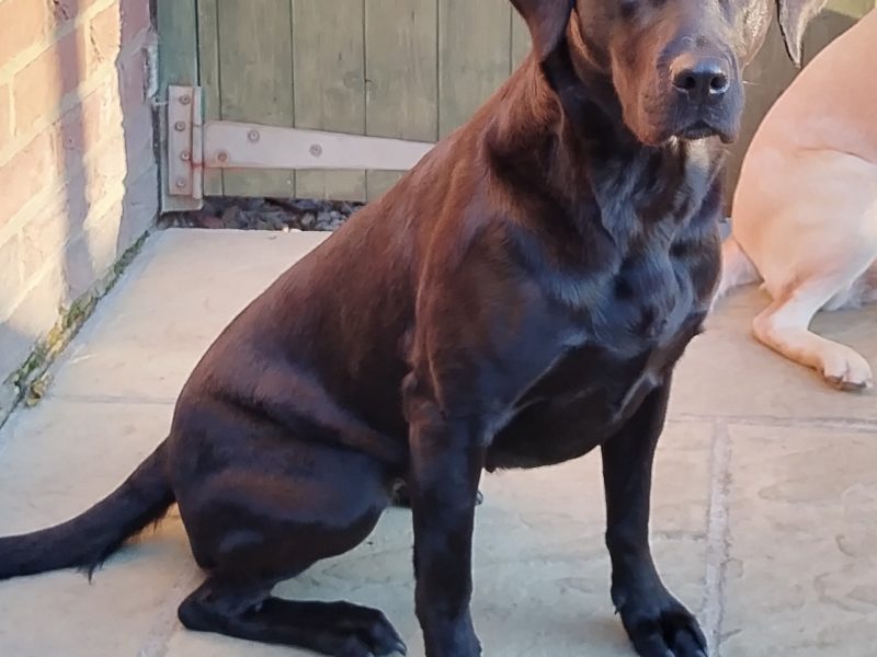 FANTASTIC PEDIGREE WORKING BLOODLINE BLACK LAB PUPS