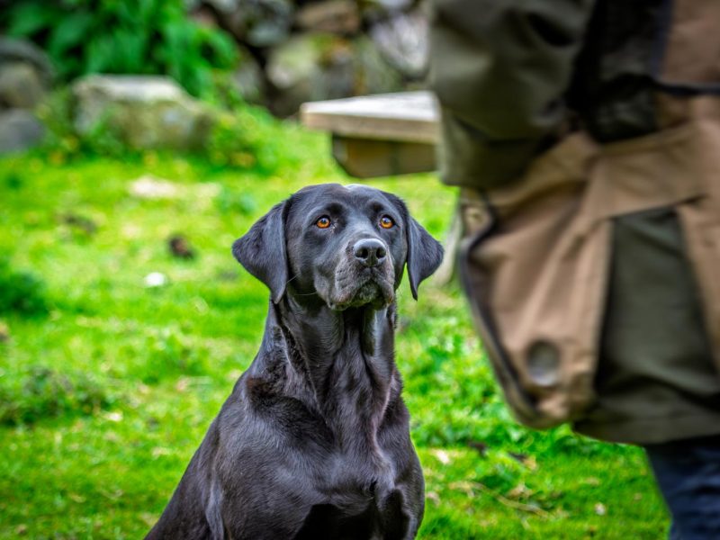 FANTASTIC PEDIGREE WORKING BLOODLINE BLACK LAB PUPS