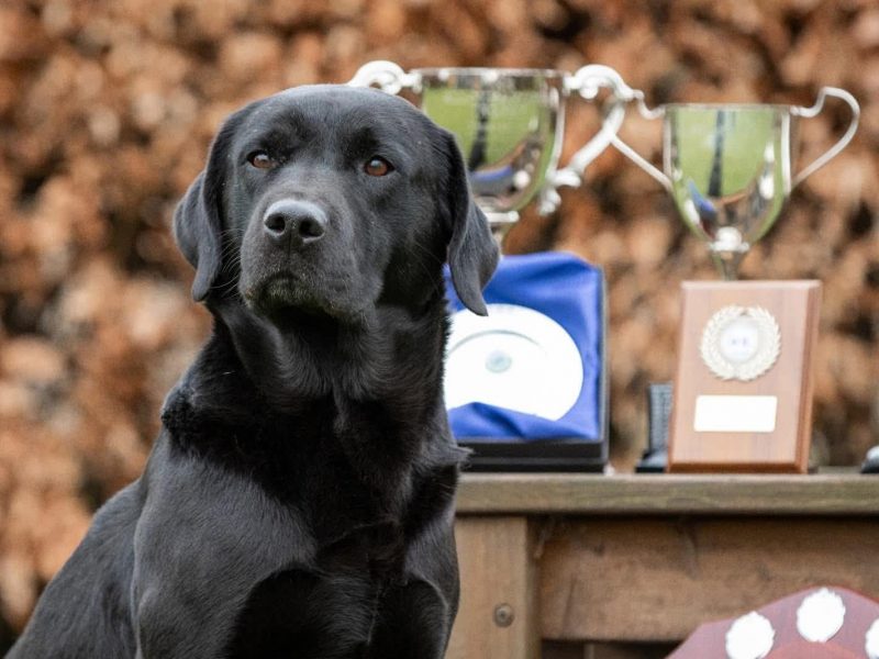 FANTASTIC PEDIGREE WORKING BLOODLINE BLACK LAB PUPS