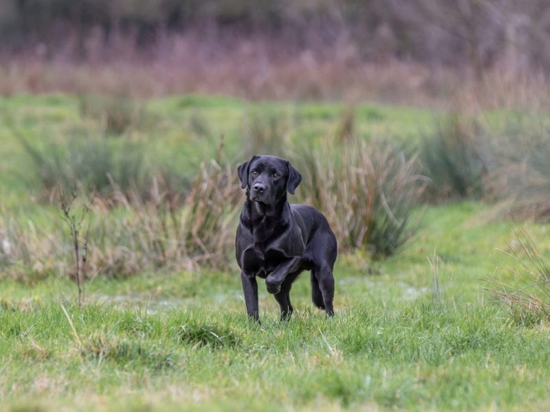 FANTASTIC PEDIGREE WORKING BLOODLINE BLACK LAB PUPS