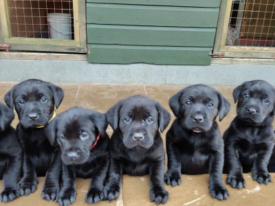 FANTASTIC PEDIGREE WORKING BLOODLINE BLACK LAB PUPS