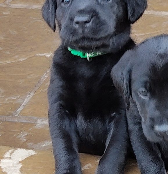 FANTASTIC PEDIGREE WORKING BLOODLINE BLACK LAB PUPS