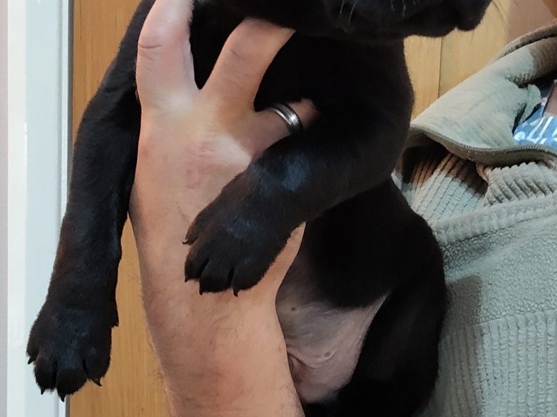 FANTASTIC PEDIGREE WORKING BLOODLINE BLACK LAB PUPS
