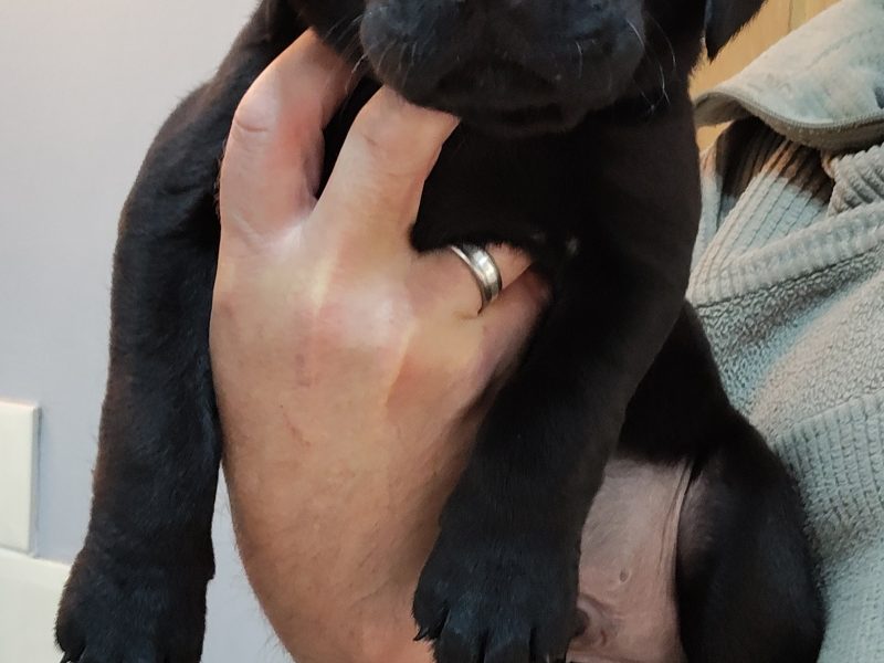 FANTASTIC PEDIGREE WORKING BLOODLINE BLACK LAB PUPS