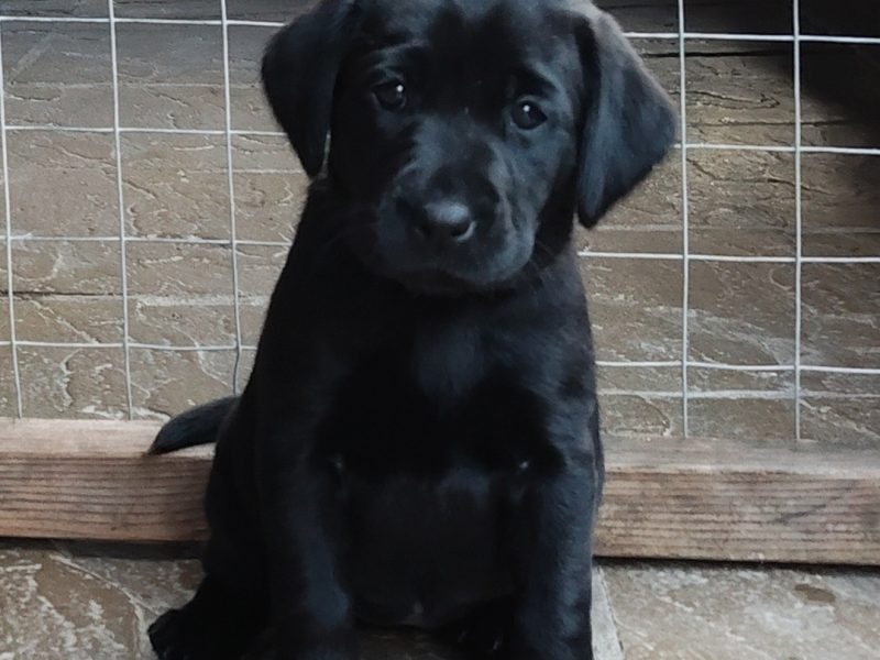 FANTASTIC PEDIGREE WORKING BLOODLINE BLACK LAB PUPS