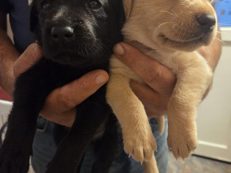 Working Labradors