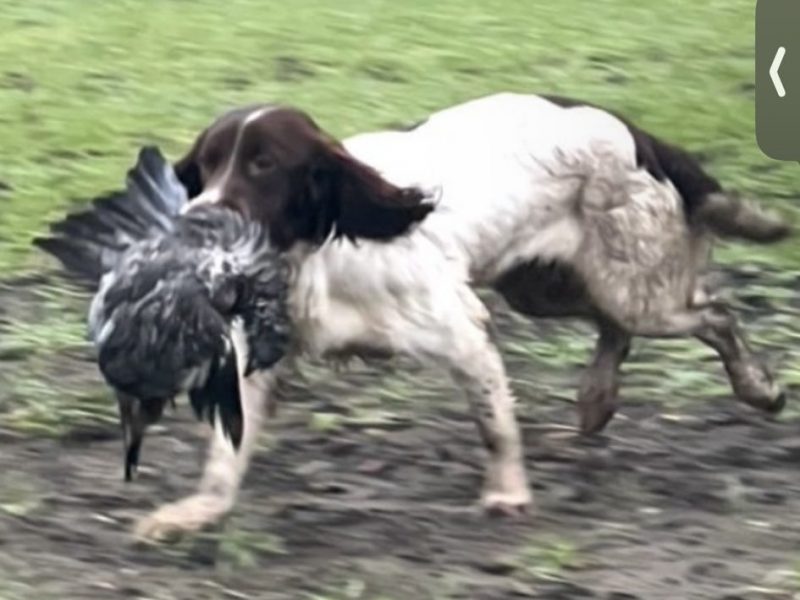 Ftch x ftaw EES bitch