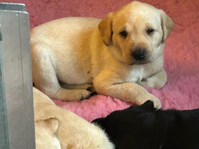 2 only Field Trial Champion bred Labrador pups left.