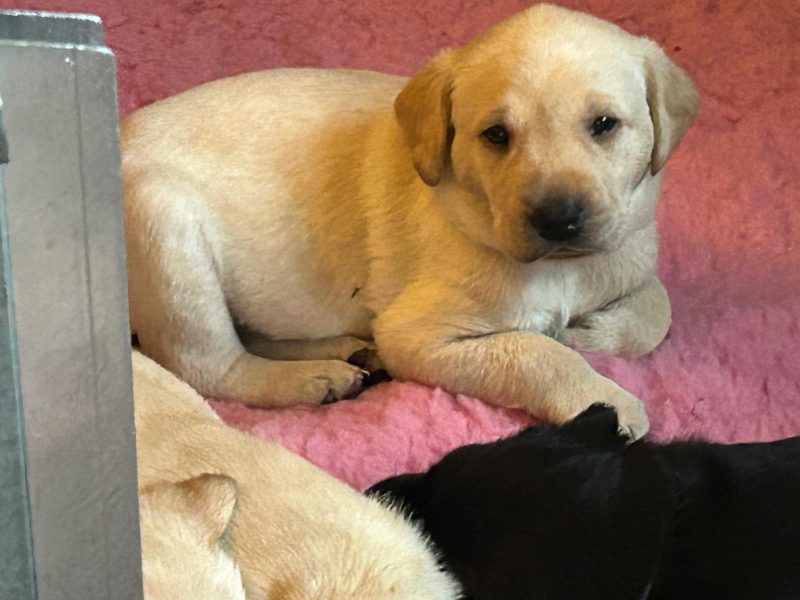 2 only Field Trial Champion bred Labrador pups left.