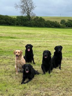 Working Labradors
