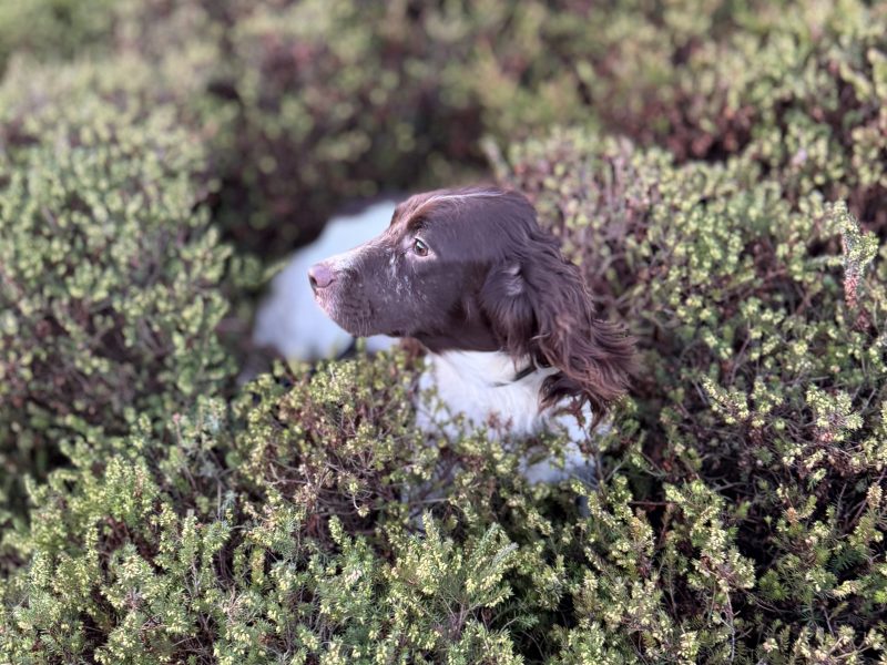 Ftch x ftaw EES bitch