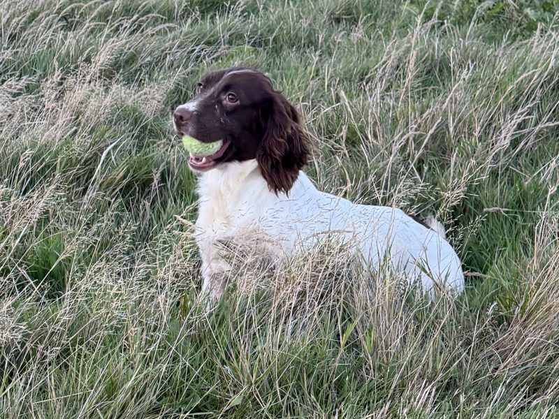 Ftch x ftaw EES bitch