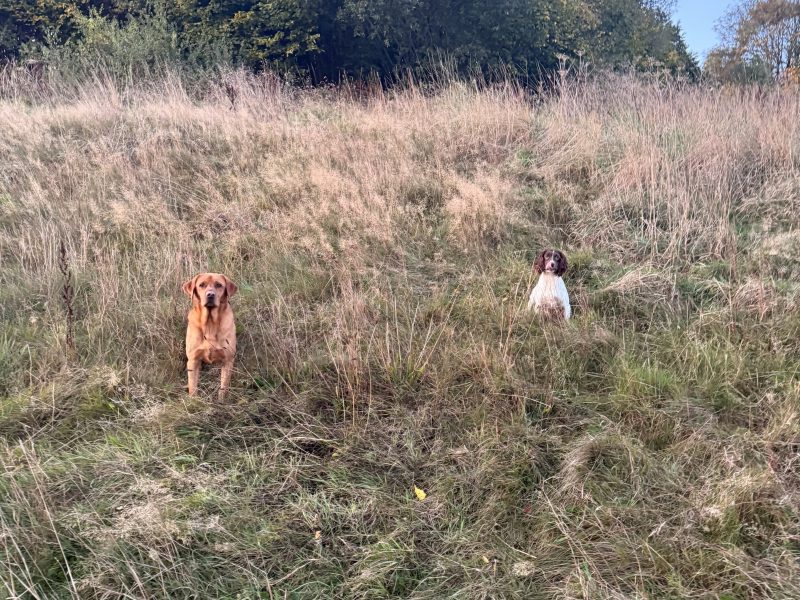 Ftch x ftaw EES bitch