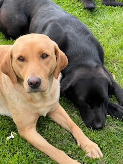 Working Labradors