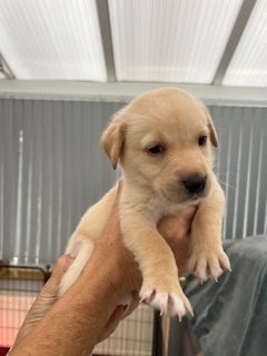 Working Labradors