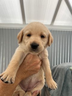 Working Labradors