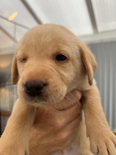 Working Labradors