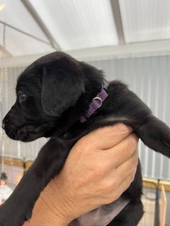 Working Labradors