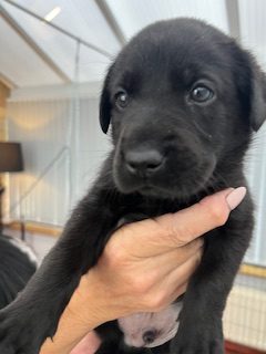 Working Labradors