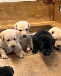 Working Labradors