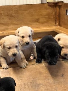 Working Labradors