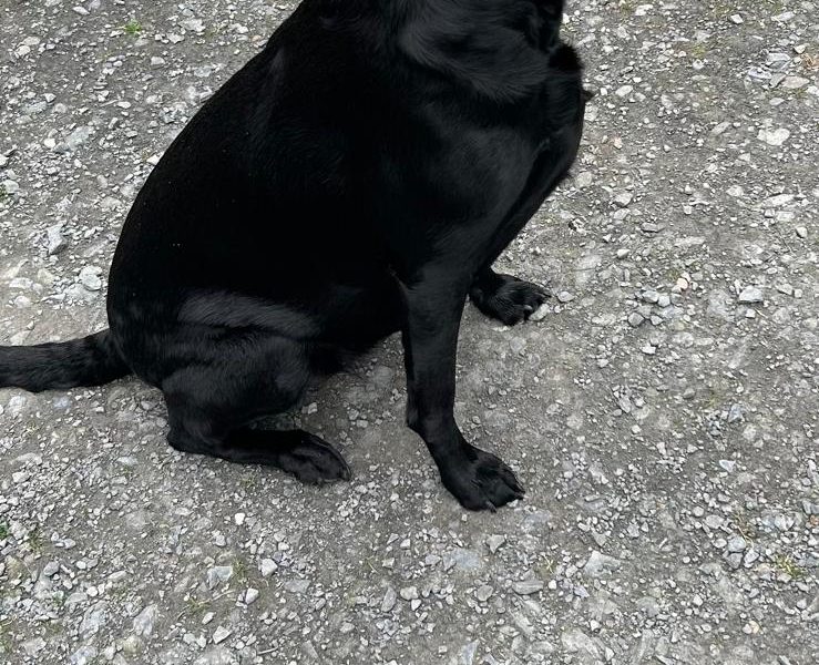 2 only Field Trial Champion bred Labrador pups left.