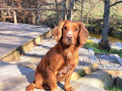 Fin - Red Cocker Spaniel Stud (KC Reg.) with strong working heritage