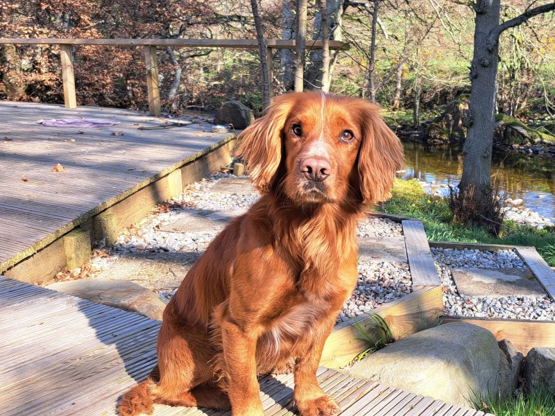 Fin - Red Cocker Spaniel Stud (KC Reg.) with strong working heritage