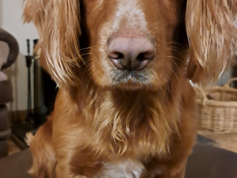 Fin - Red Cocker Spaniel Stud (KC Reg.) with strong working heritage