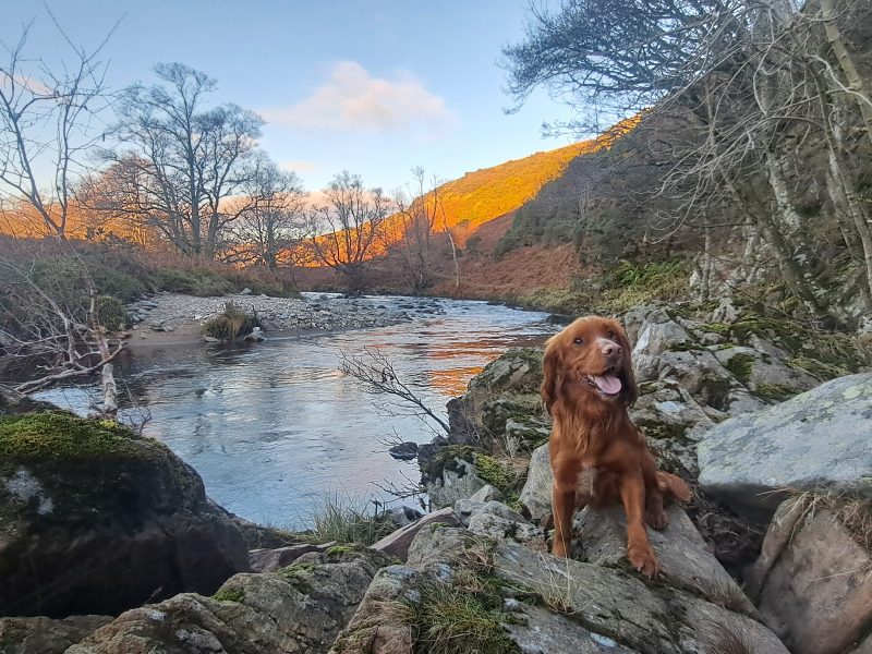 Fin - Red Cocker Spaniel Stud (KC Reg.) with strong working heritage