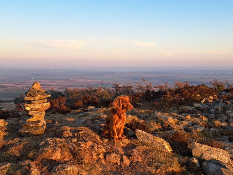 Fin - Red Cocker Spaniel Stud (KC Reg.) with strong working heritage