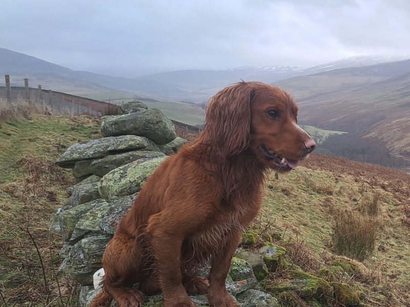 Fin - Red Cocker Spaniel Stud (KC Reg.) with strong working heritage