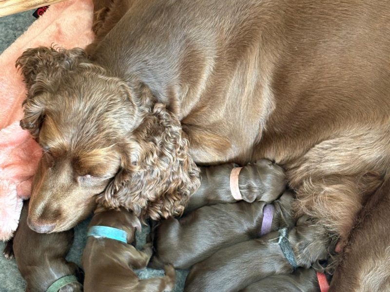 Beautiful working cocker spaniels (2 boys left)