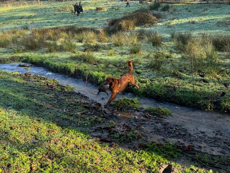 Working Golden Retrievers