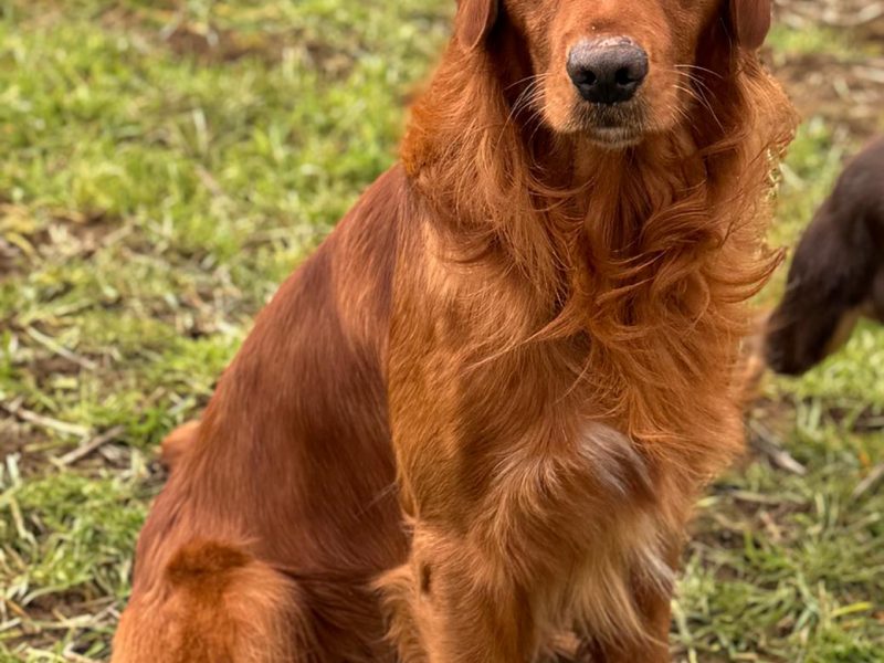 Working Golden Retrievers