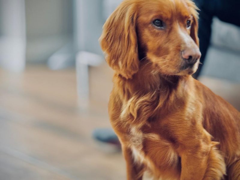 Fin - Red Cocker Spaniel Stud (KC Reg.) with strong working heritage