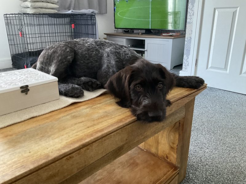 German Wirehaired Pointer- male