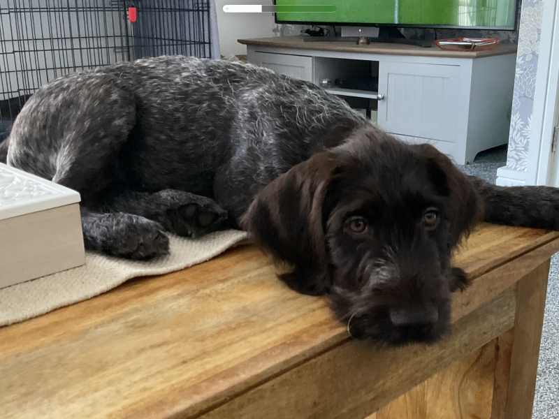 German Wirehaired Pointer- male