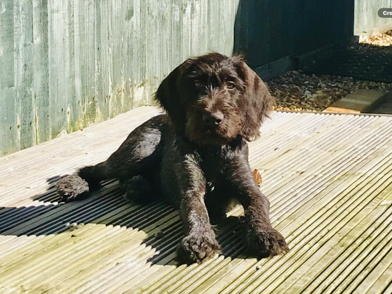 German Wirehaired Pointer- male