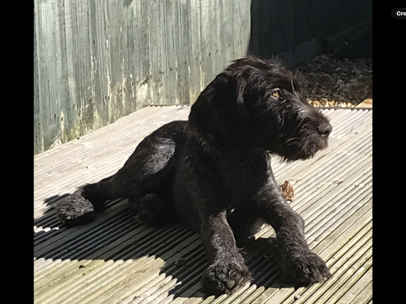 German Wirehaired Pointer- male