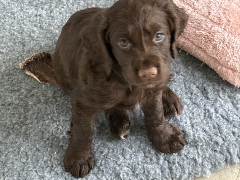 Beautiful working cocker spaniels (2 boys left)