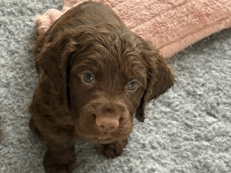 Beautiful working cocker spaniels (2 boys left)